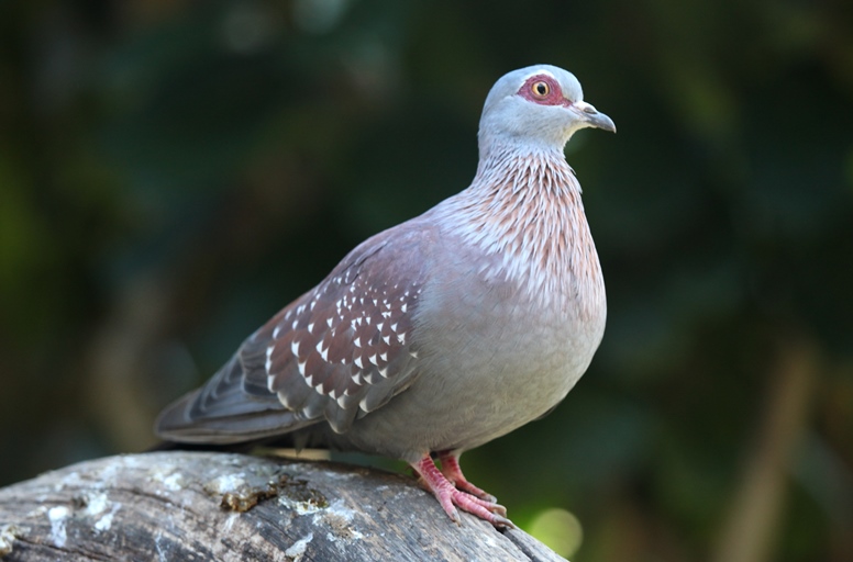 pigeon